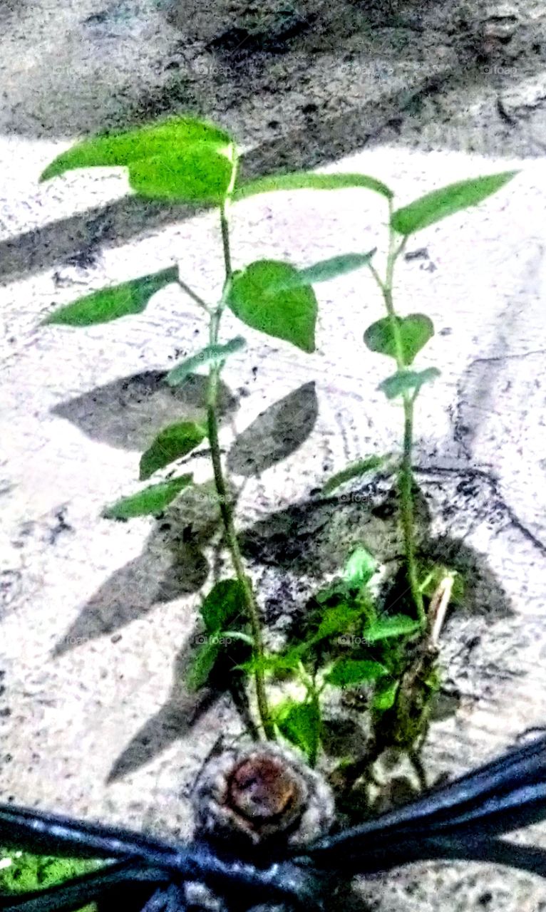 Plants live on the wall