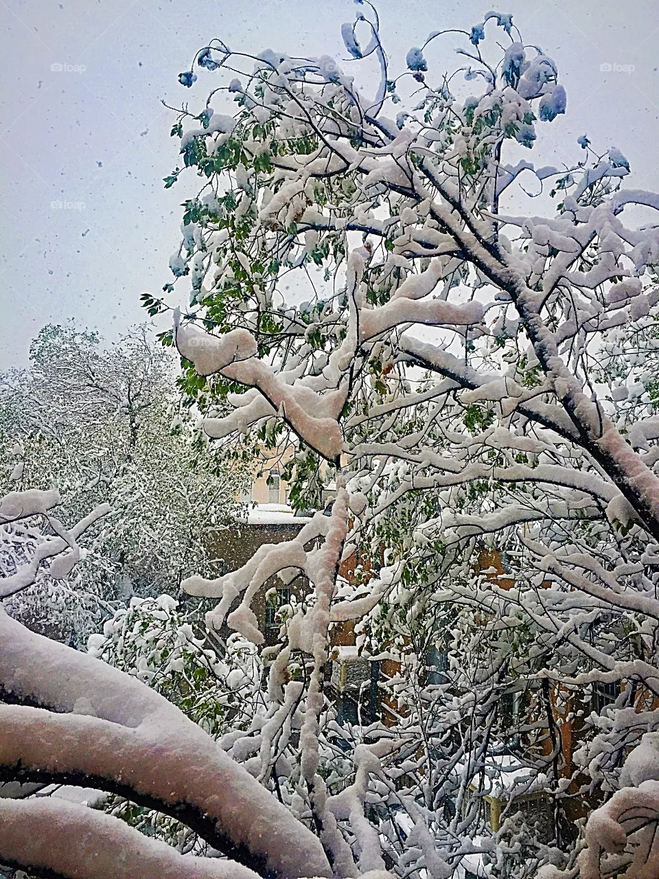 Snow