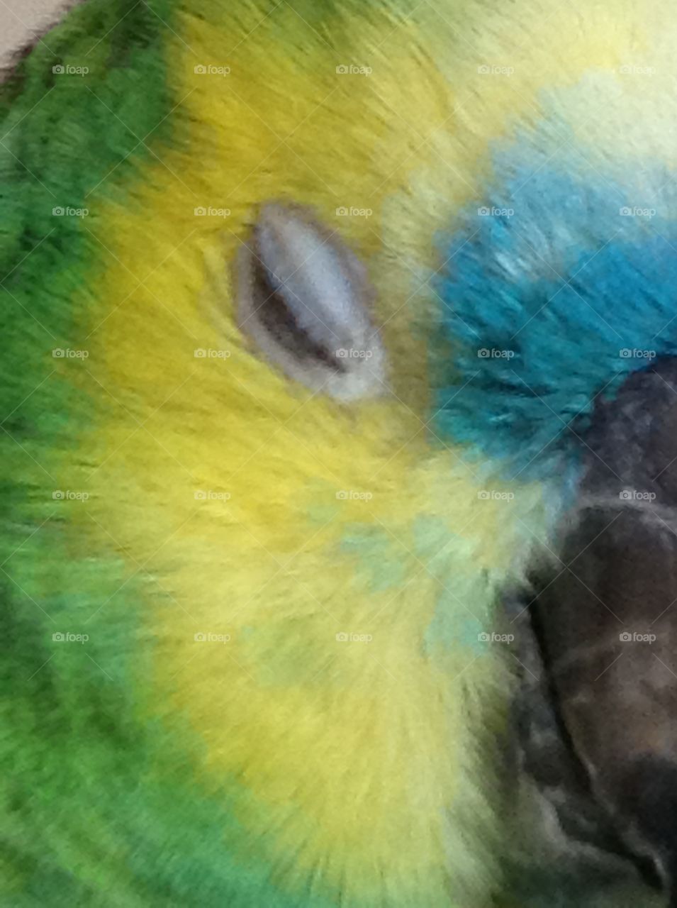 Parrot's eye closing