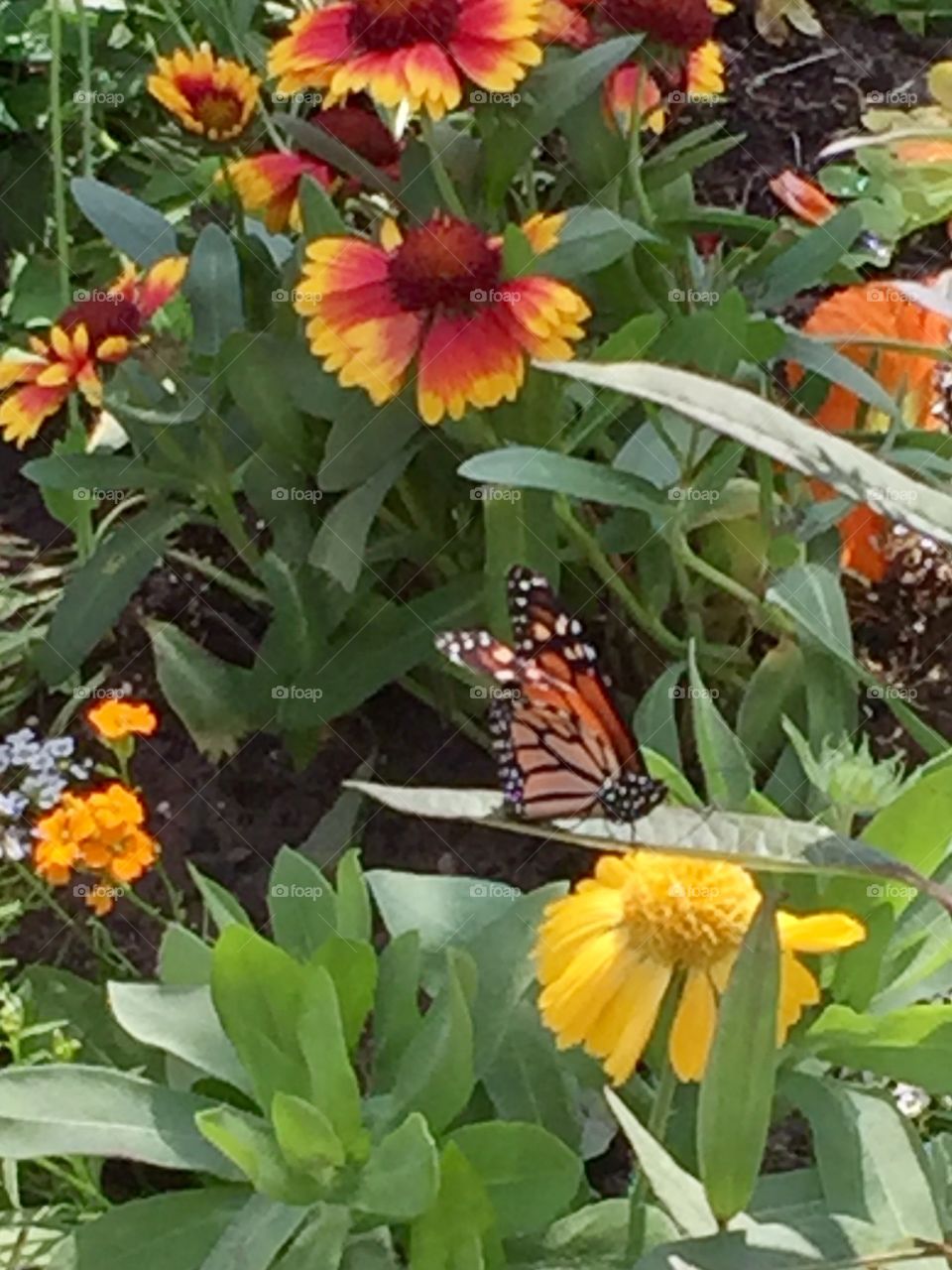 Butterfly in Garden