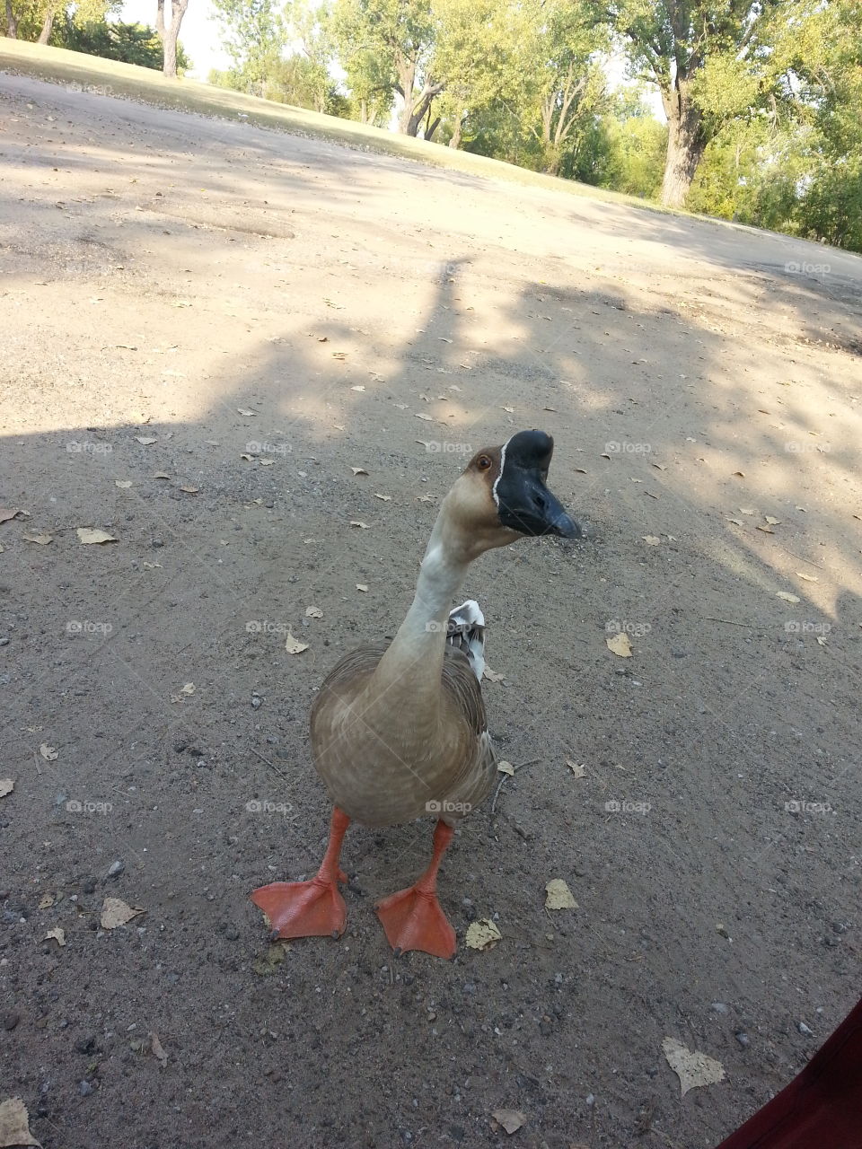 Duck Facing Forward