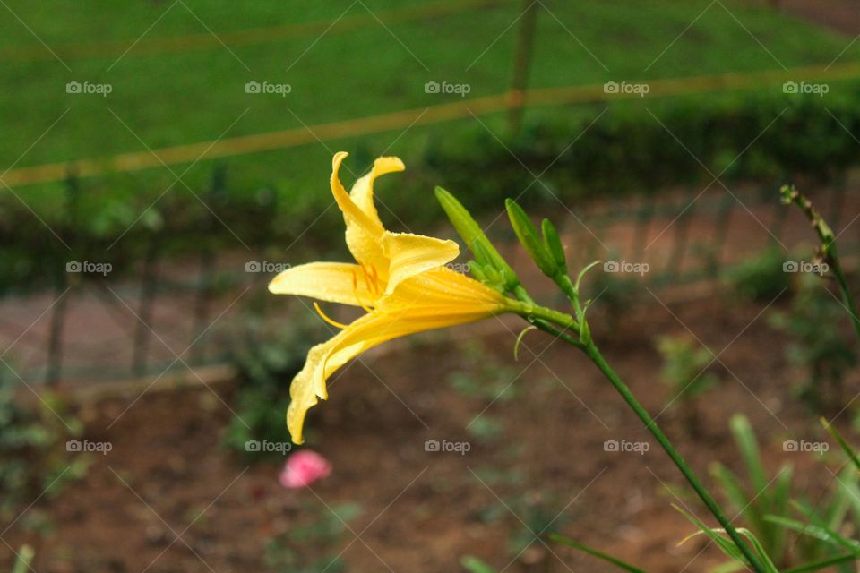 yellow flower