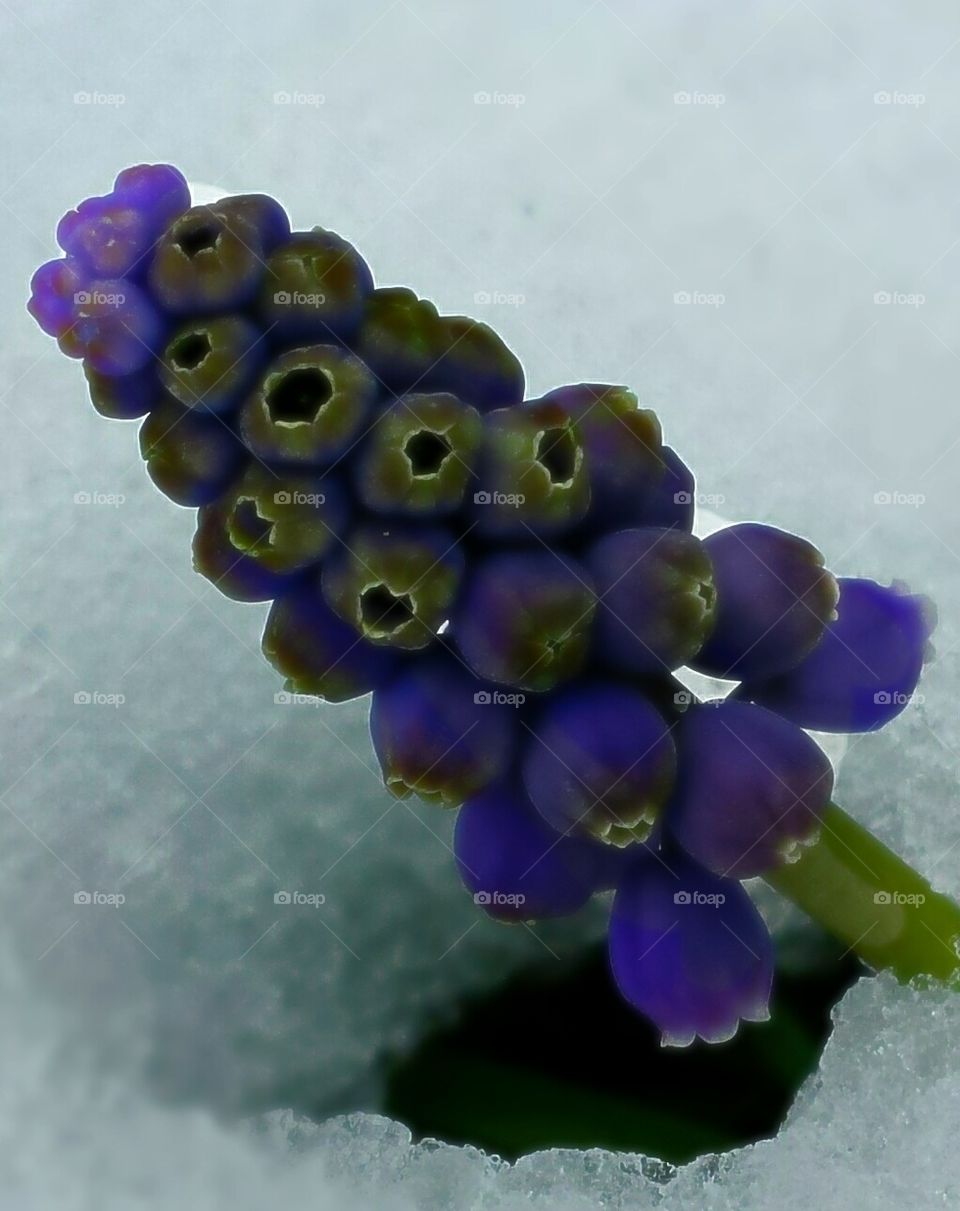 purple flower in snow abstract