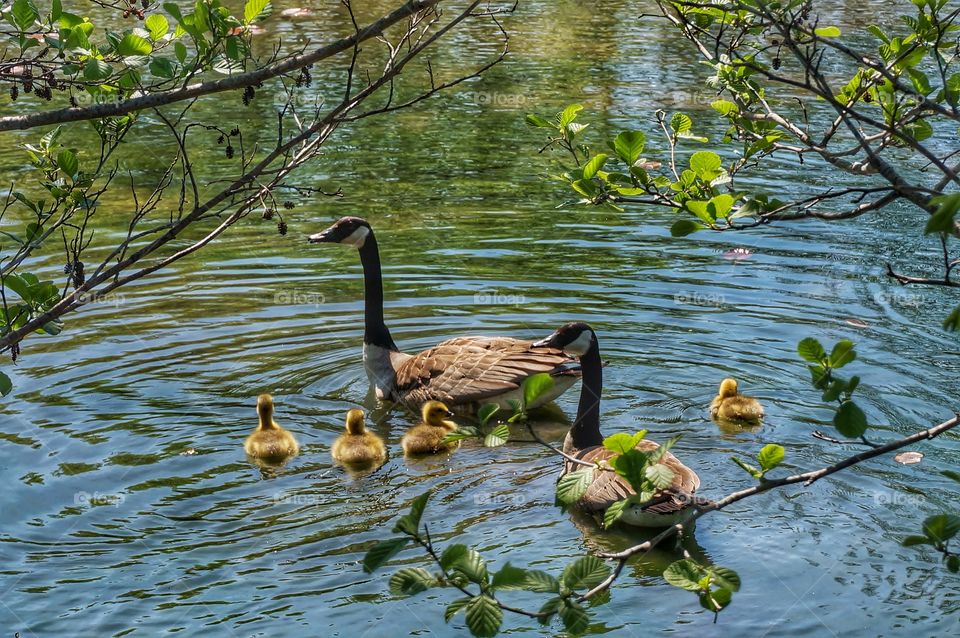 Canadian goose floating on lake