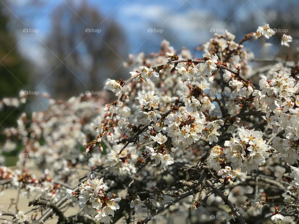 Focus on the positive! This gorgeous, white flowering tree looks delicate with its soft petals but it is strong and the branches are much like willows! Blue sky in the background.