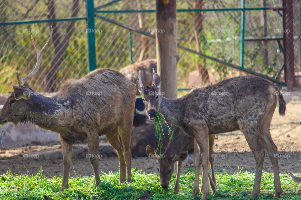 Many swamp deer at Nahargarh bio - liogical park in jaipur, india