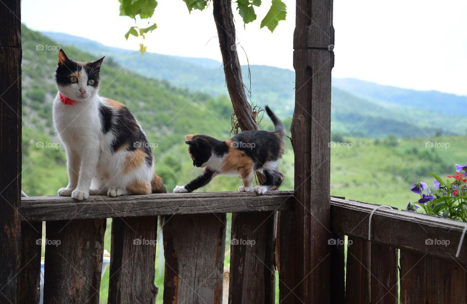 Little kitten playing with mom's tail