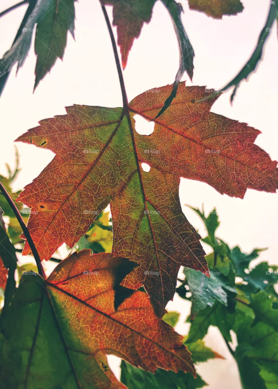 Autumn