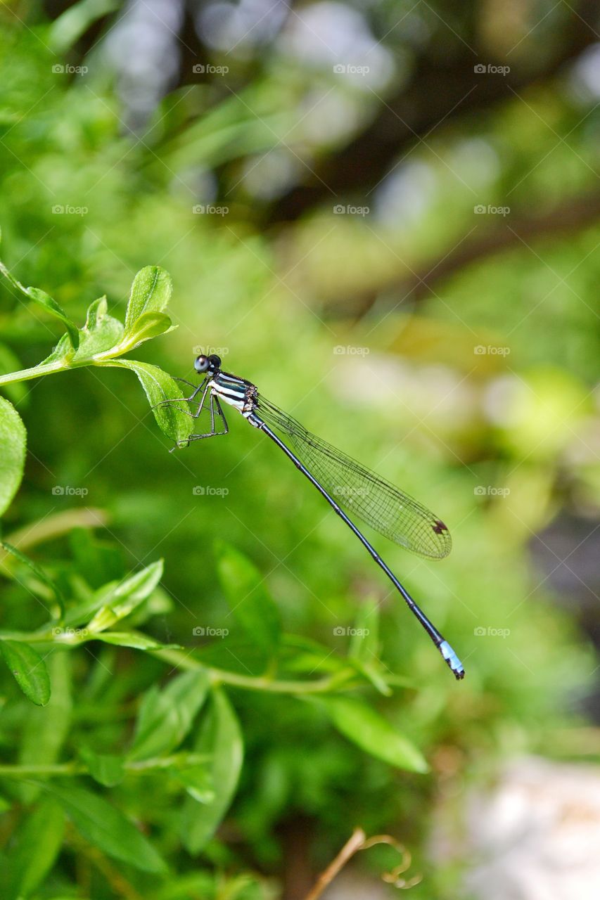 THE CUTE LITTLE DRAGON FLY SITTING ON THE LEAFS