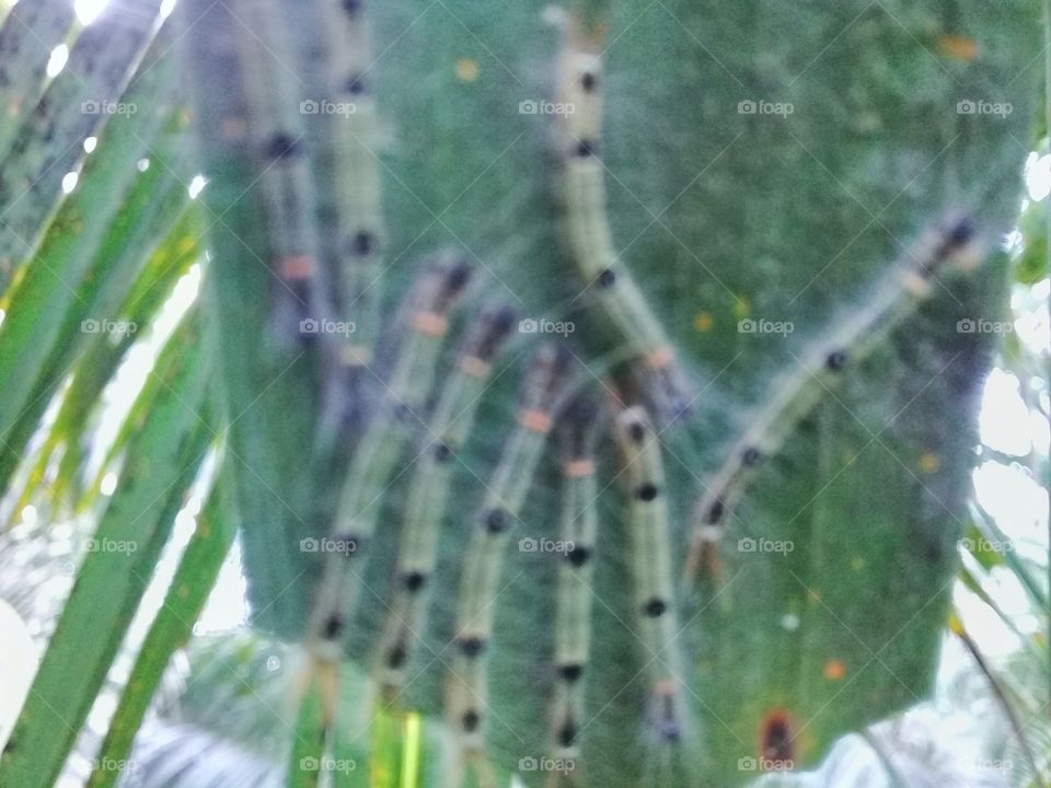 Caterpillar euproctis sp is a leaf-eating pest