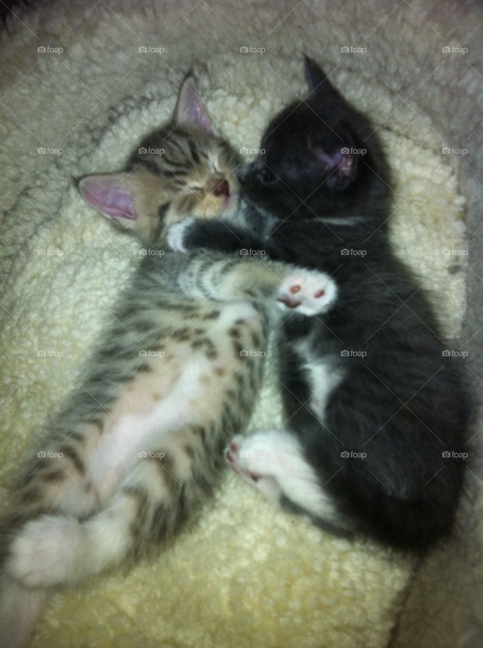 Kittens
