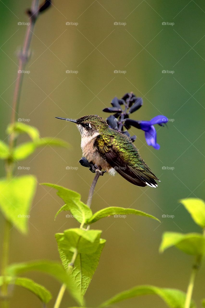 hummingbird