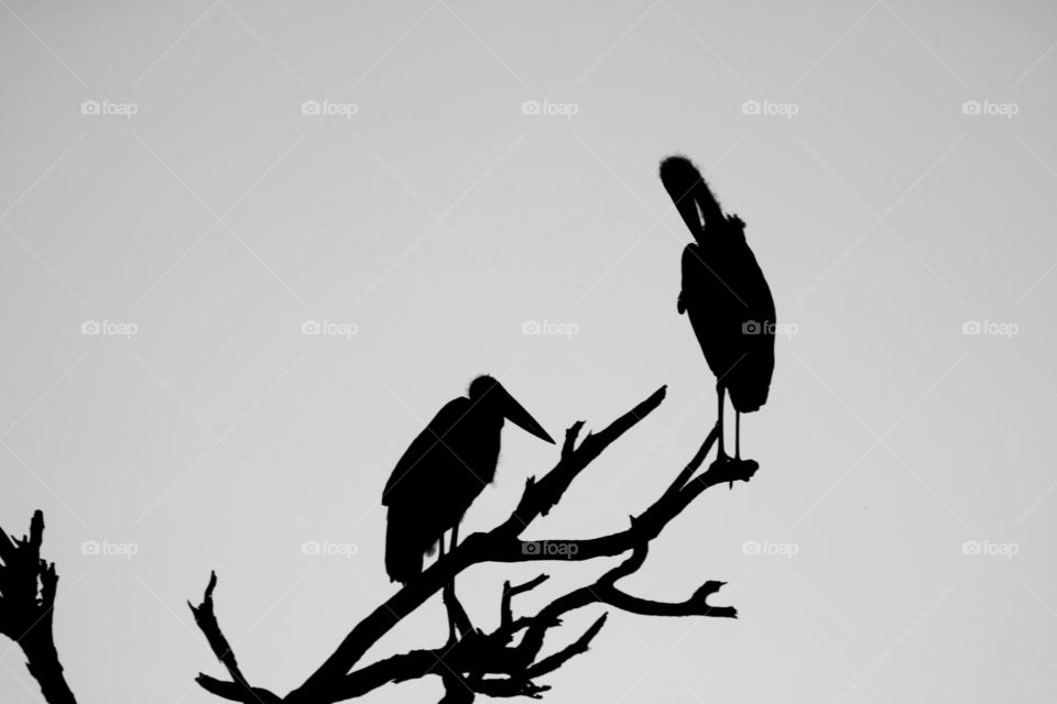 Silhouette, Bird, Backlit, Sunset, Wildlife