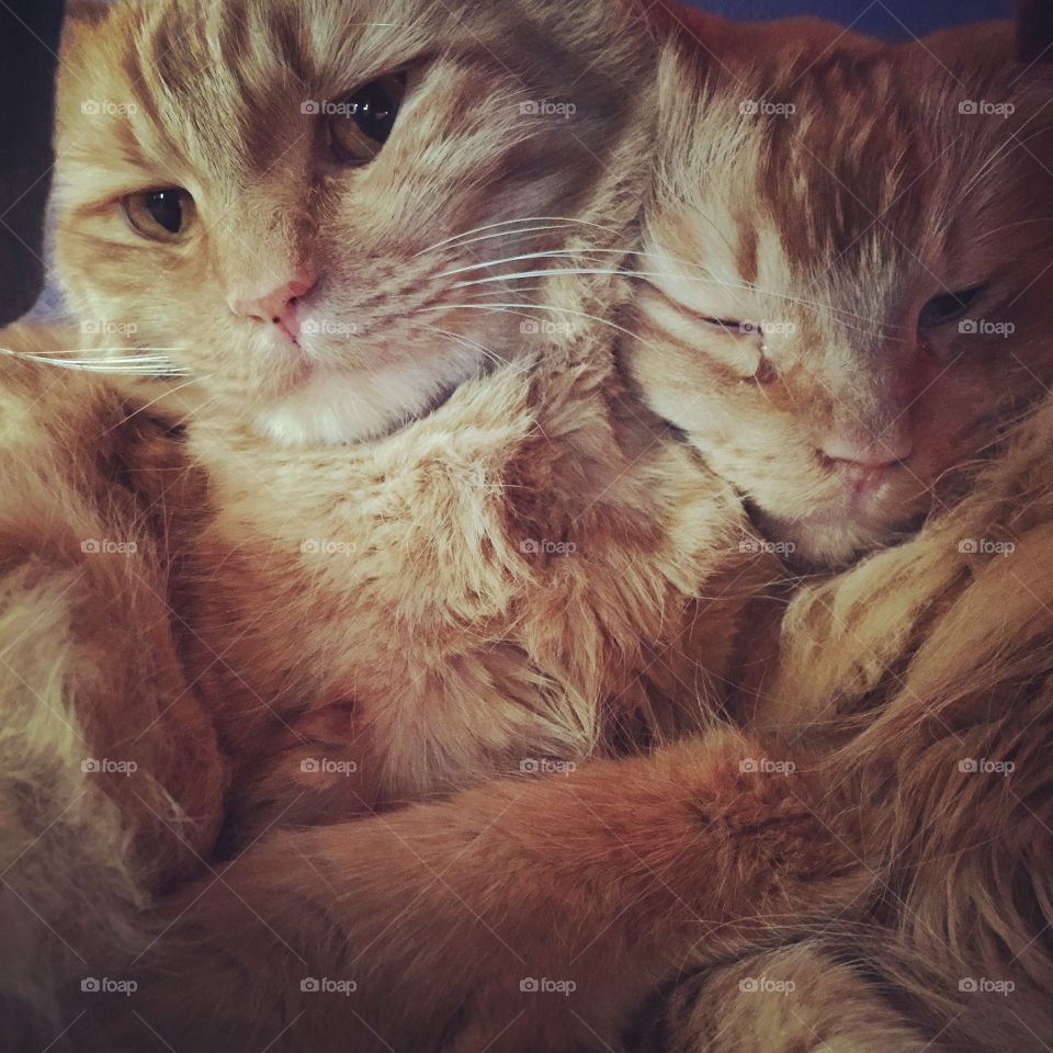 Cats In Love. My boys cuddling on a Sunday afternoon.