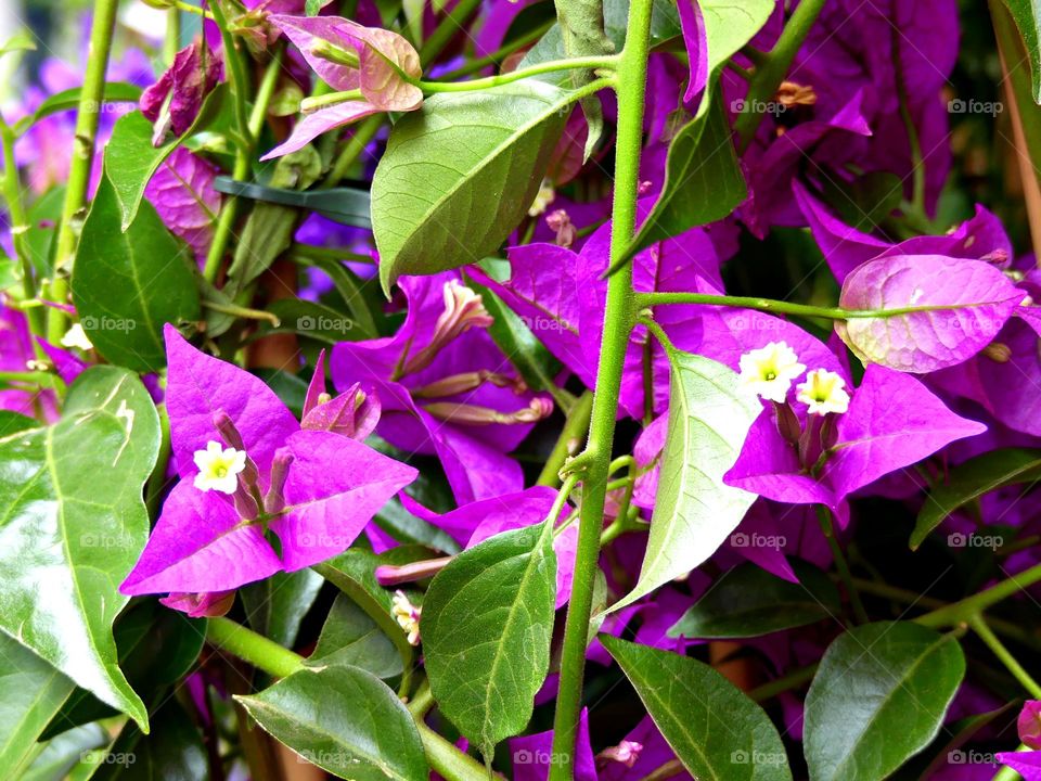 Bougainvillea flowers - Each flower is surrounded by three paper-like bracts, giving the plant its alternative name of paper flower