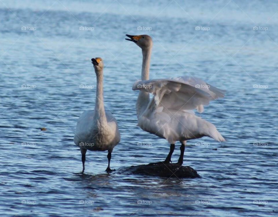 Swan, lake, nature, blue lake, white , bird, swans, two, birds