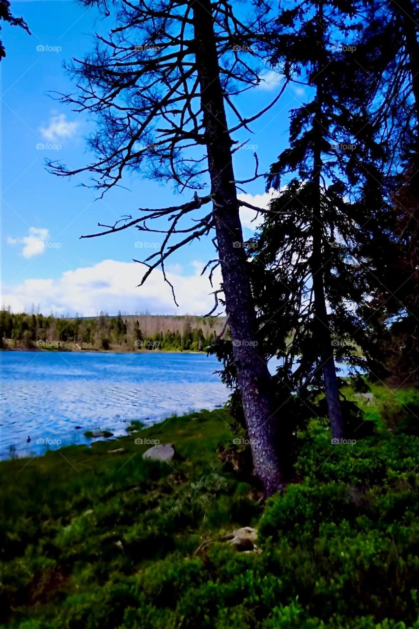 This is the „Oderteich“, a reservoir built in the 1700s near „St Andreasberg“ to help with mining efforts. We are in the county of „Harz“ in „Saxony-Anhalt“ in former „East Germany“. It is surrounded by peatland. 2024. Hypnotic Productions