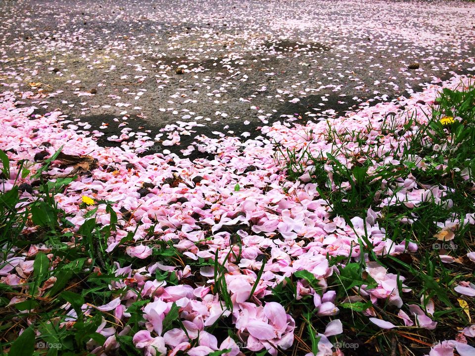 Carpet of petals from crabapple trees