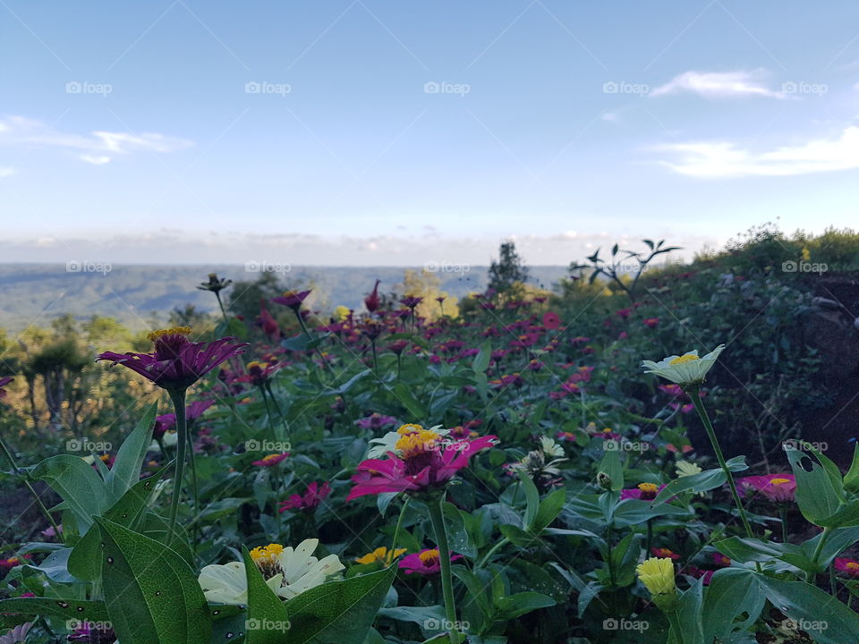 Flowers on the Hill
