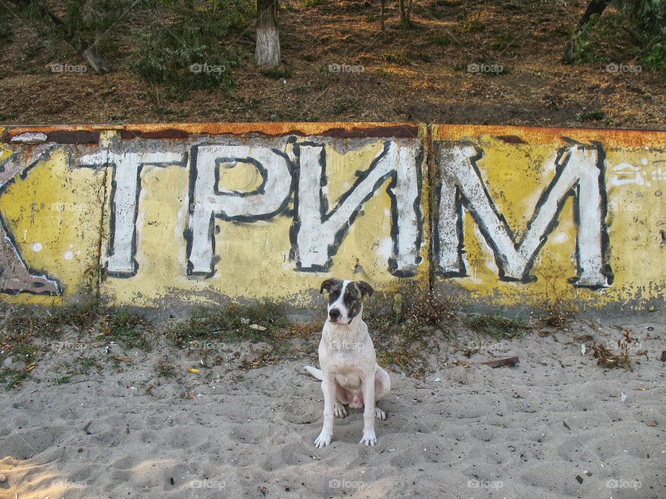 the dog sits on the sand собака сидит на песке