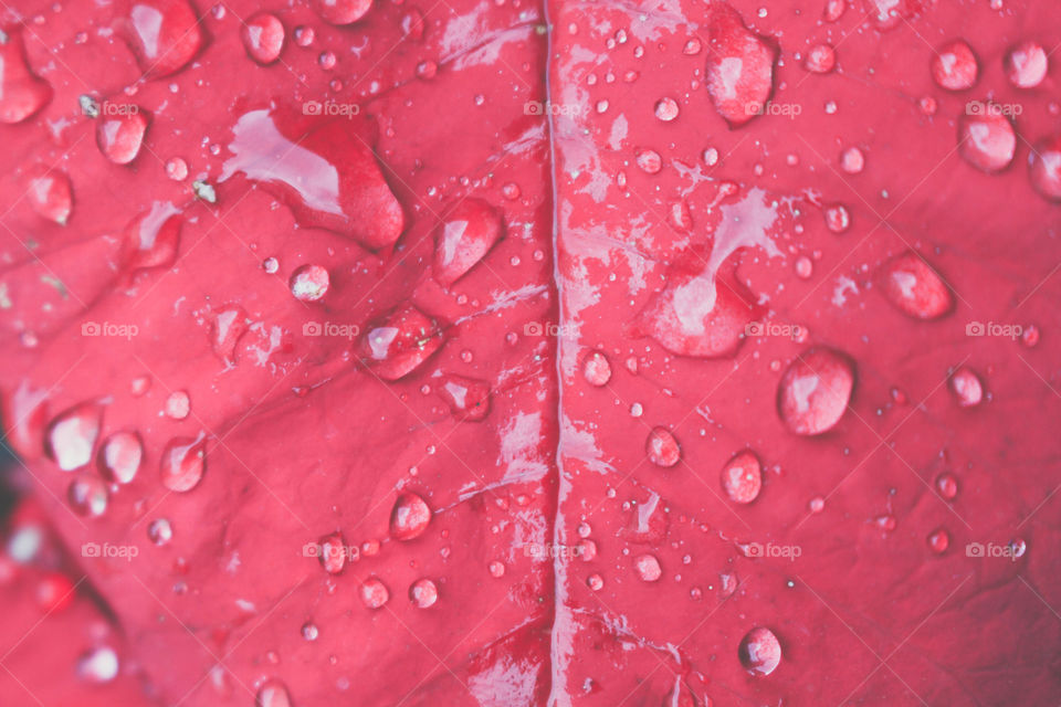 Raindrops On The Red Leaf.