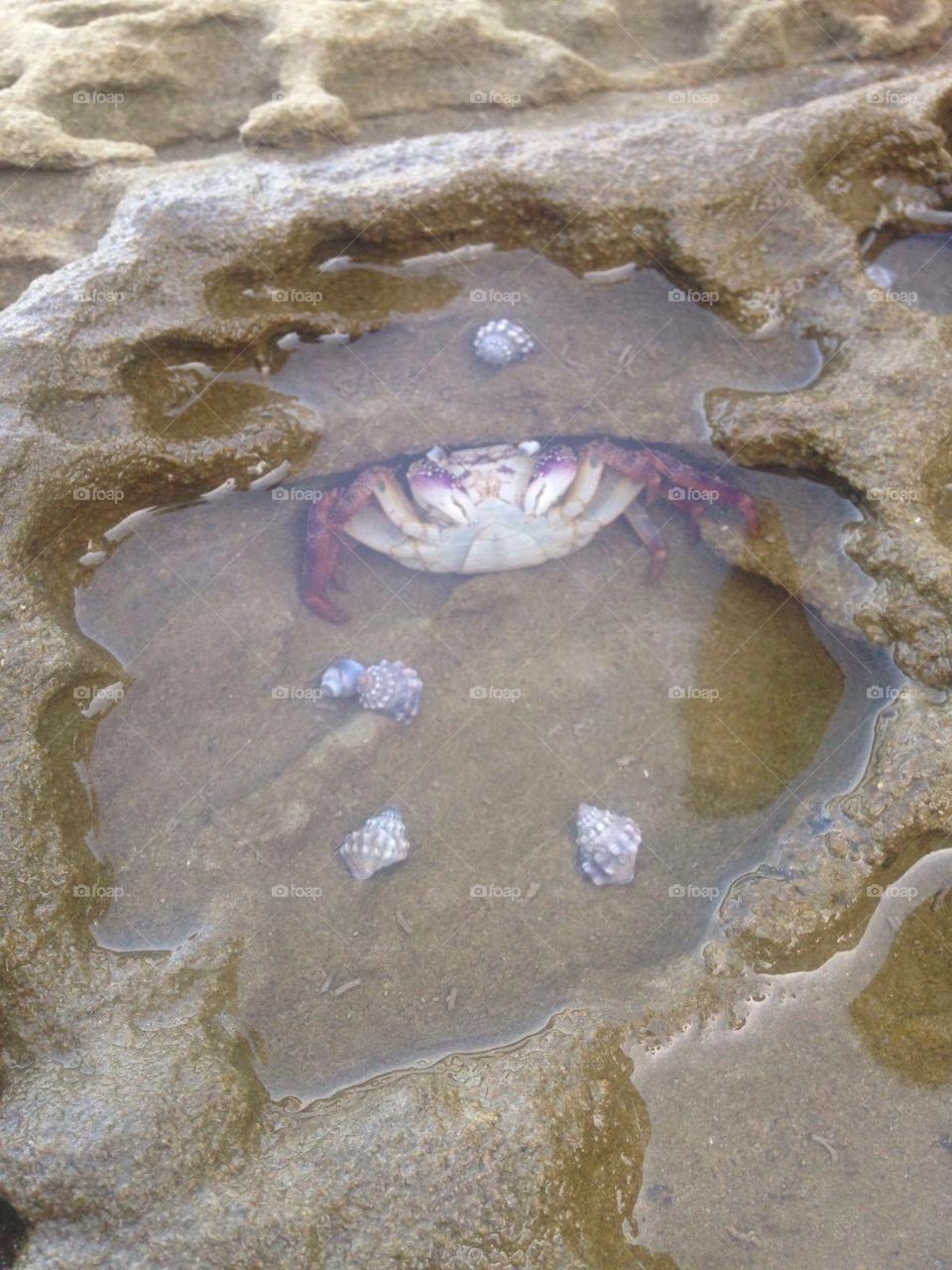 Crab underwater with seashells sand beach travel Australia 