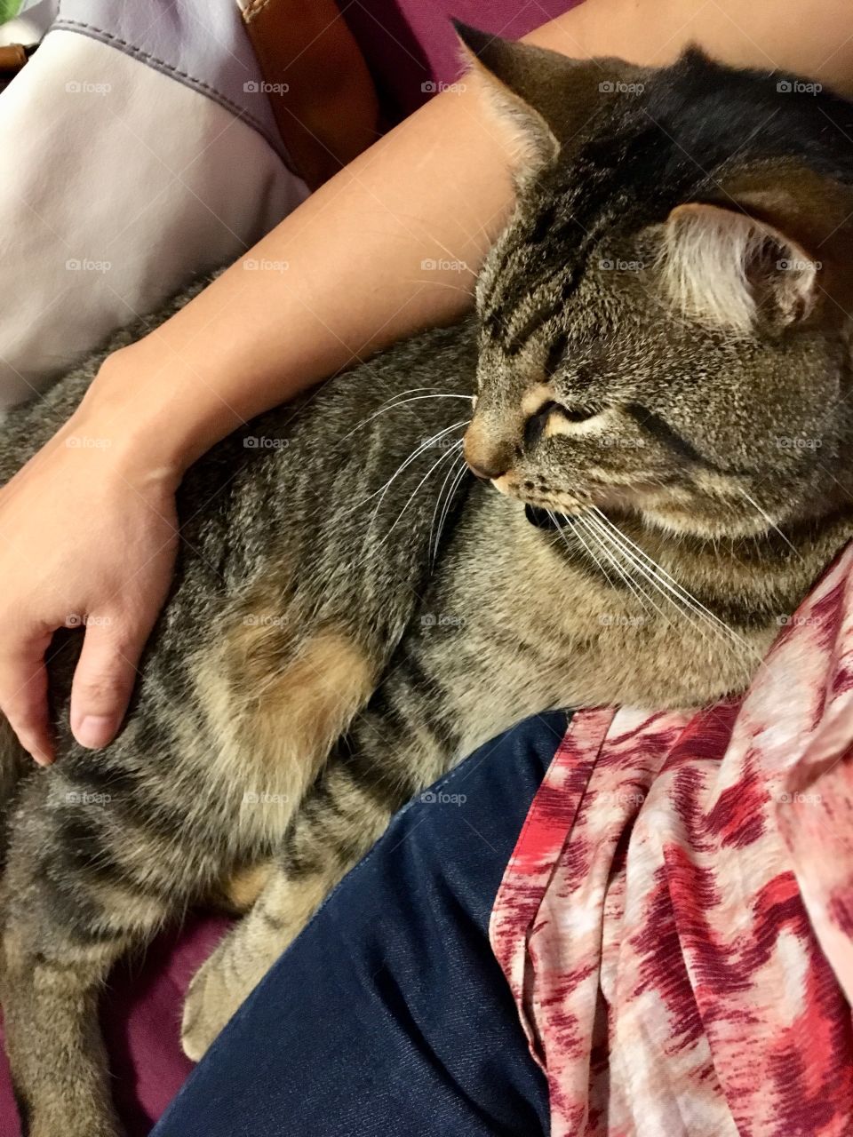 Cuddling Cat