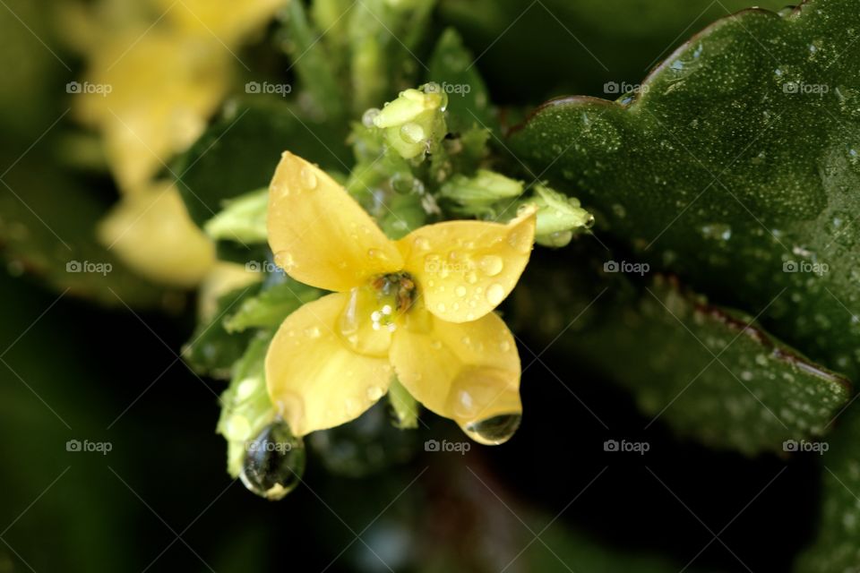 Yellow flower with raindrop