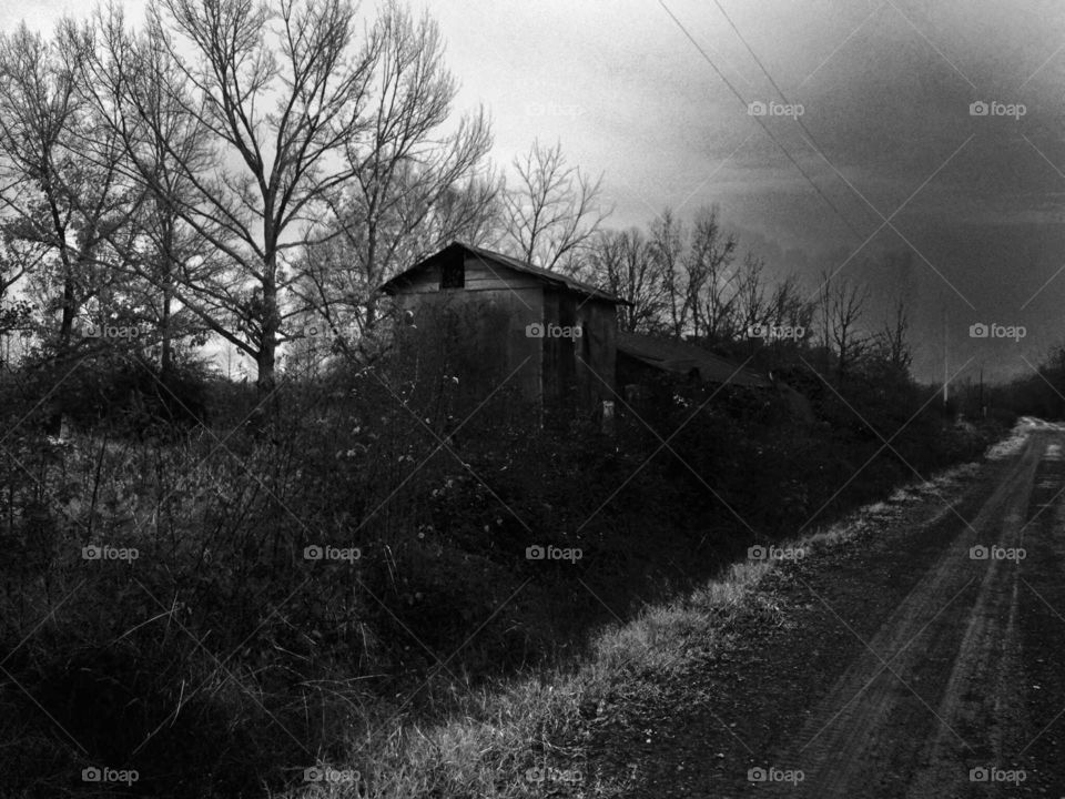 A dark B&W photo of a small shed being taken over by nature in the rural south