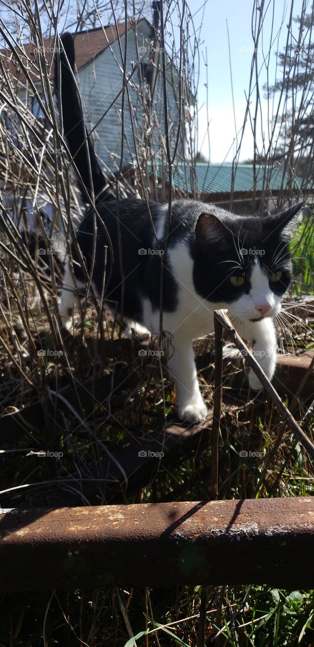on the prowl. our cat Oreo on an adventure