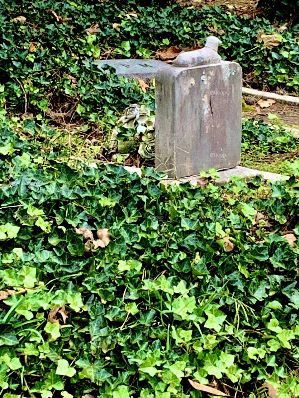 Tombstone with ivy