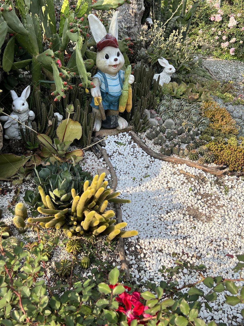 succulent plants in Yuanshan Flower Expo Park