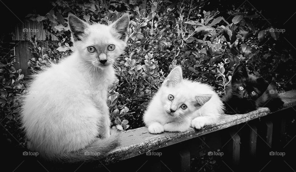 Three Little  Kitties  B&W