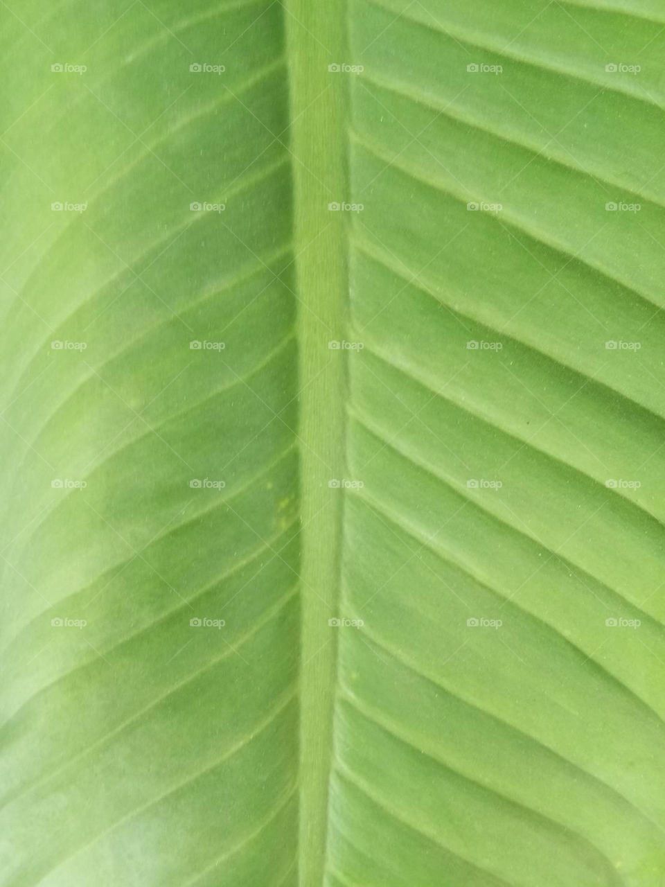 green
leaf