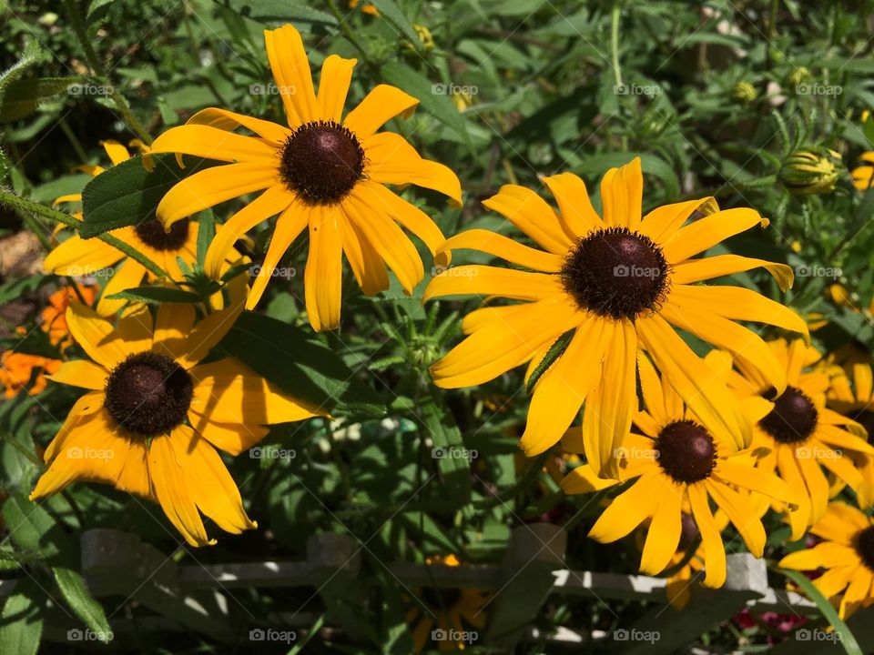 Four Black-eyed Susans 