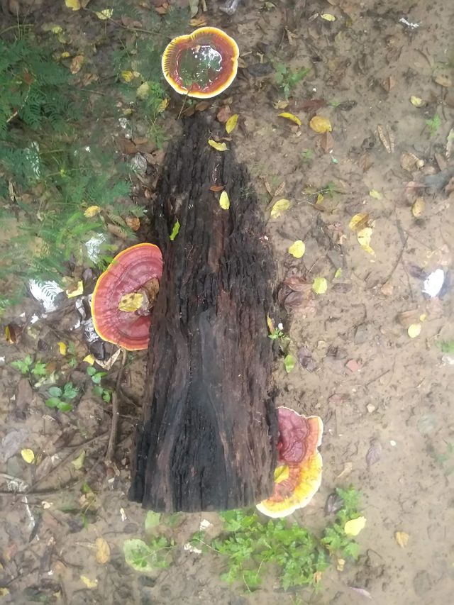 mushroom