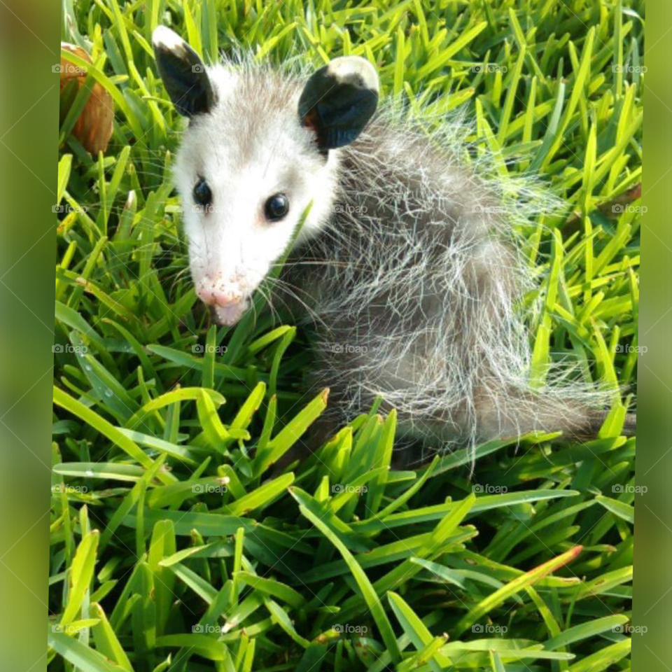 Baby opossum in the yard 