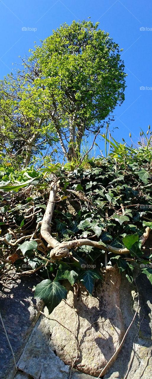 berg wurzel baum busch