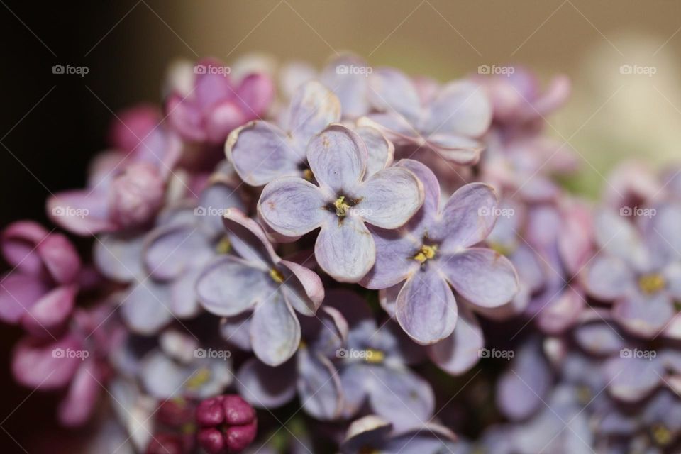 lilac flower