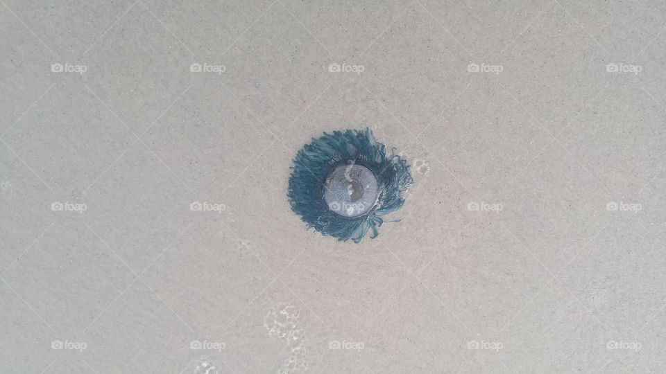 Blue button jellyfish