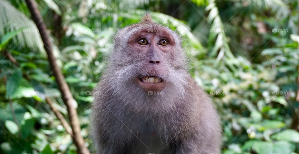 Bali monkey forest 