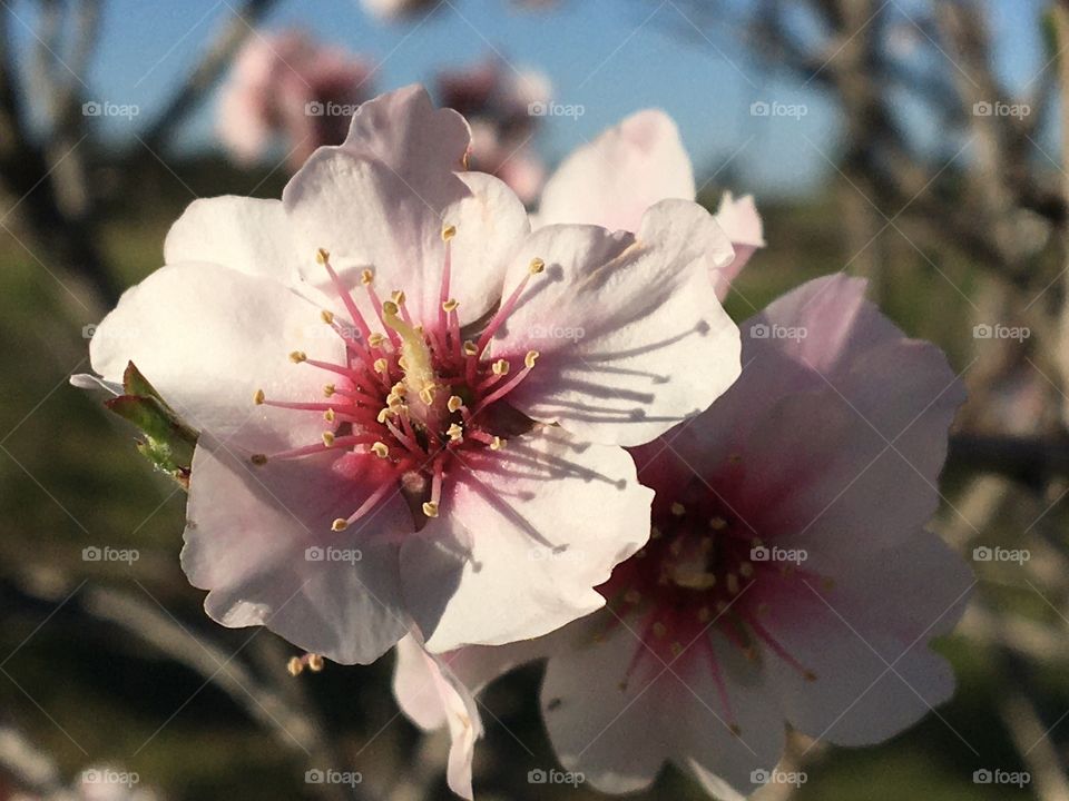 Almond tree flower in evening light