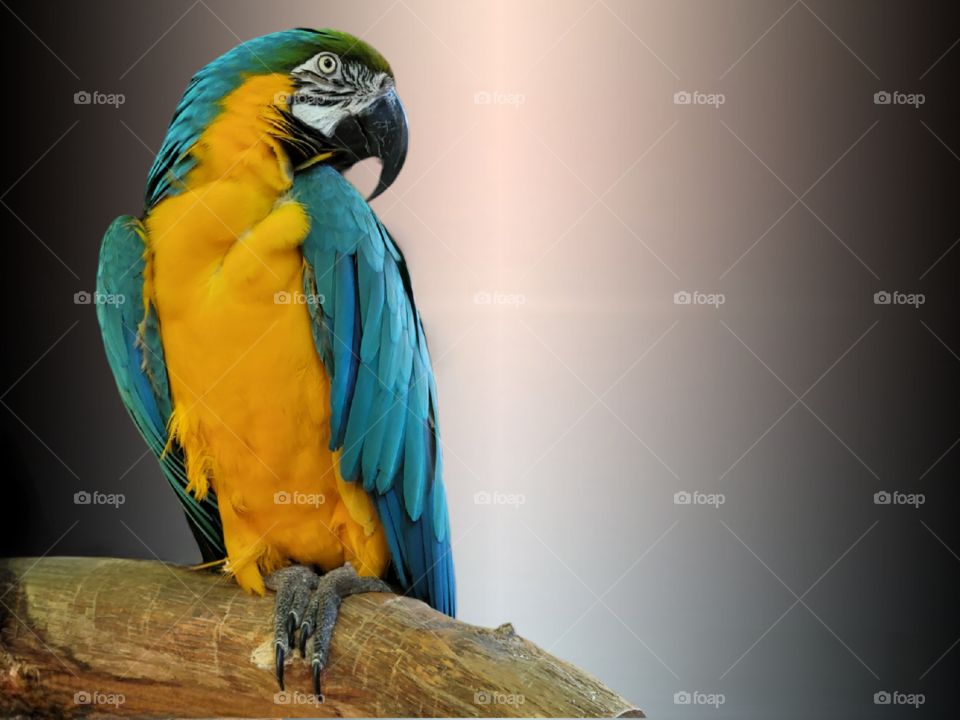 Blue and Yellow Macaw