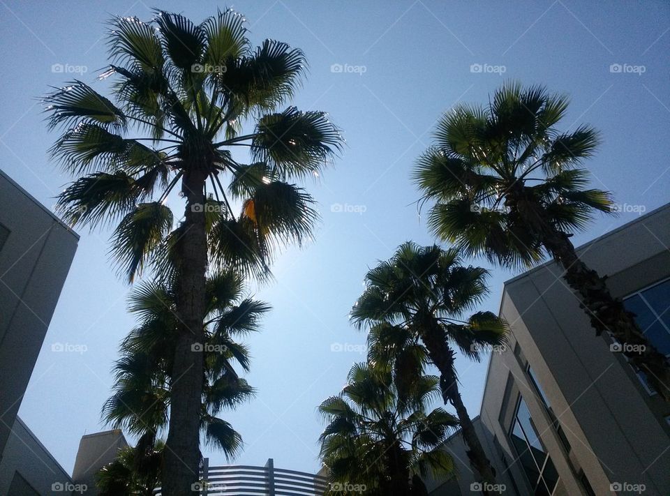 Palms in the Sky
