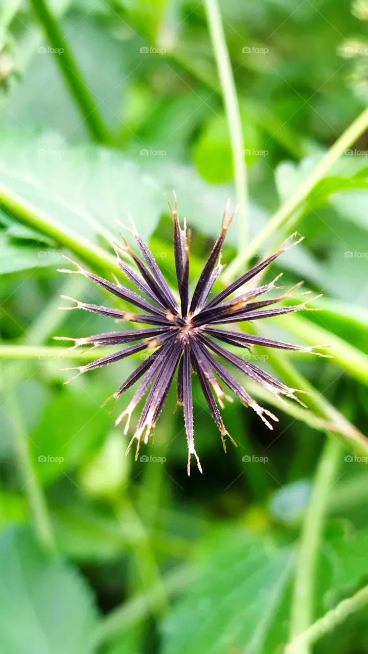 nature
