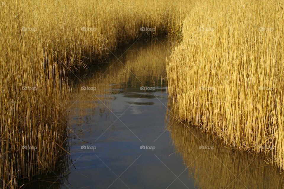 Golden Reed