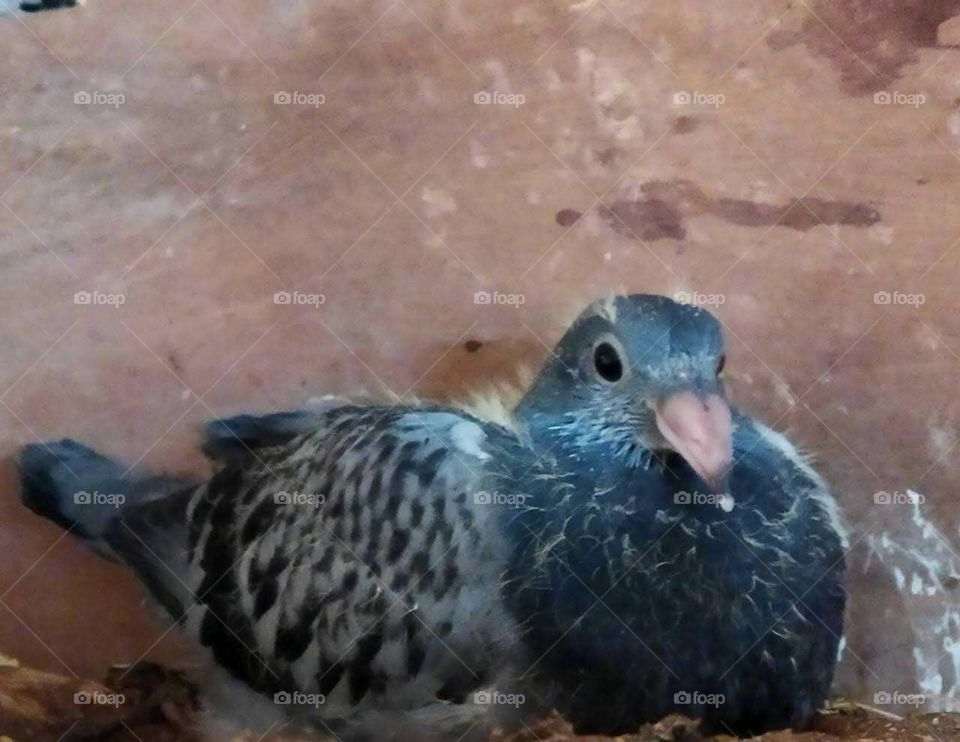 Beautiful pigeon looking at camera.