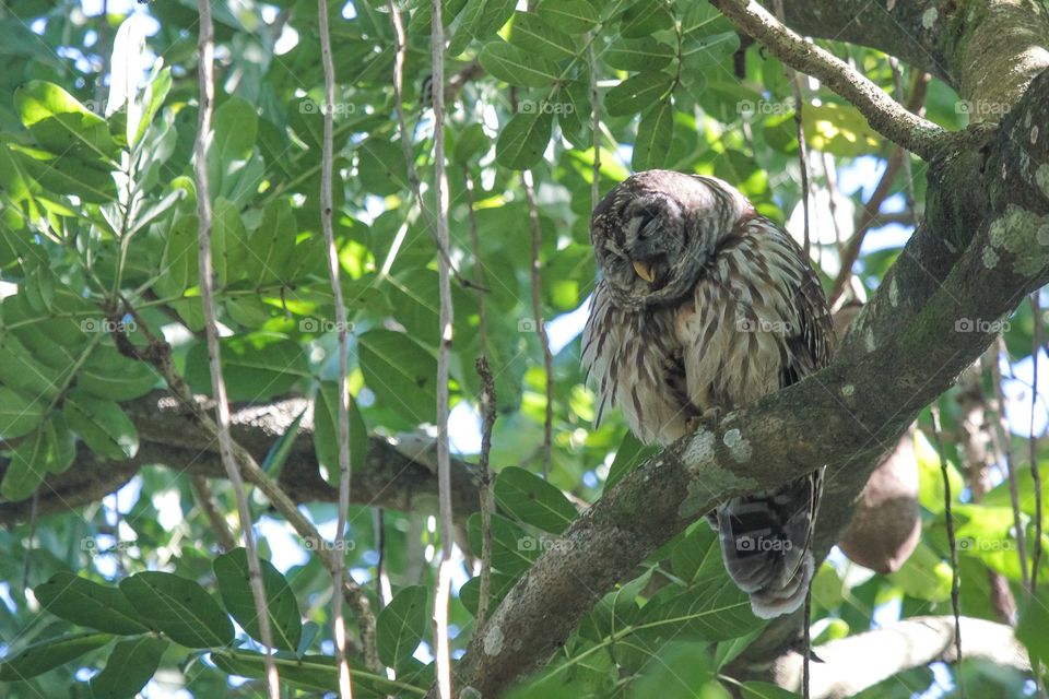 Barred Owl