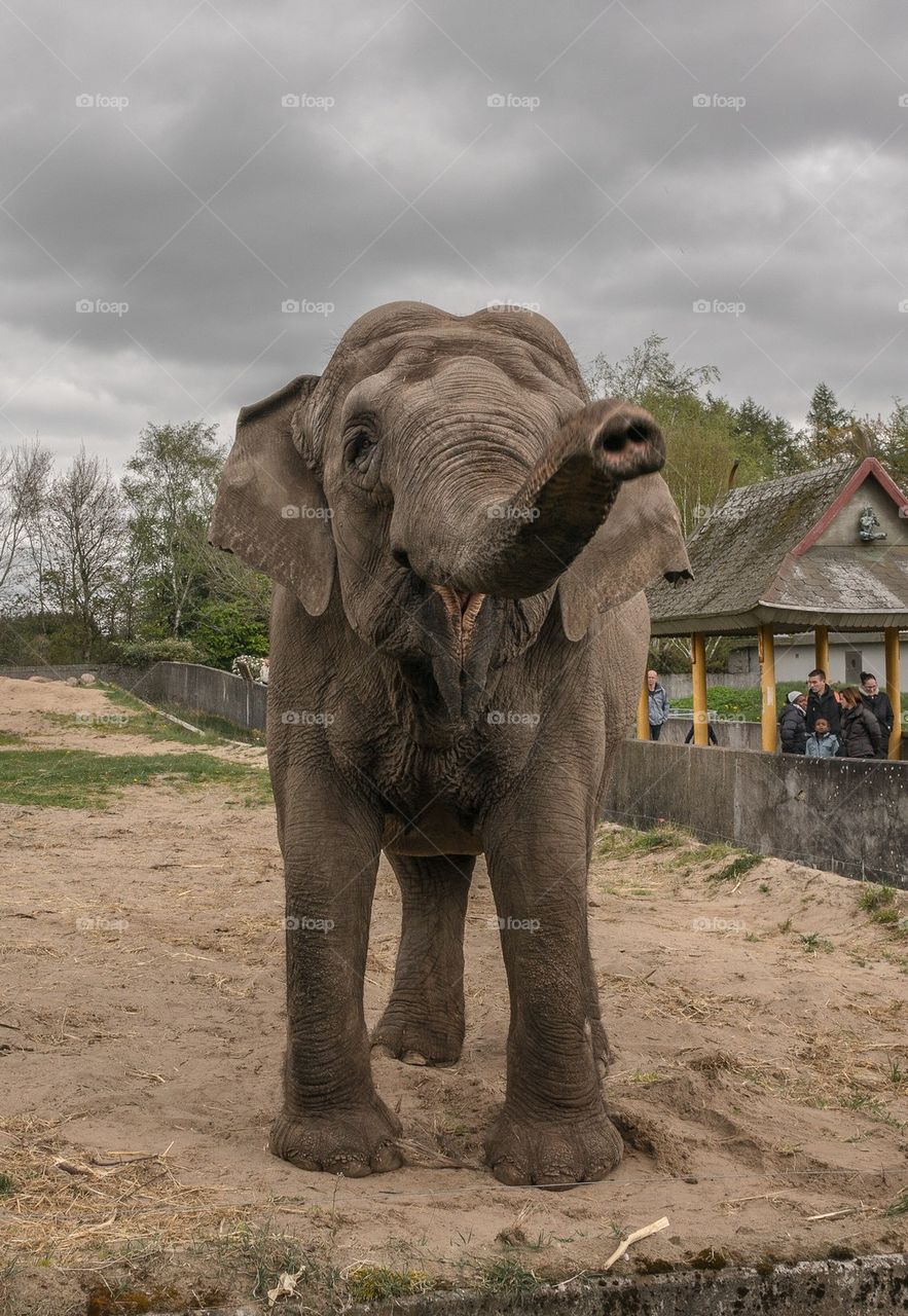 Curious elephant