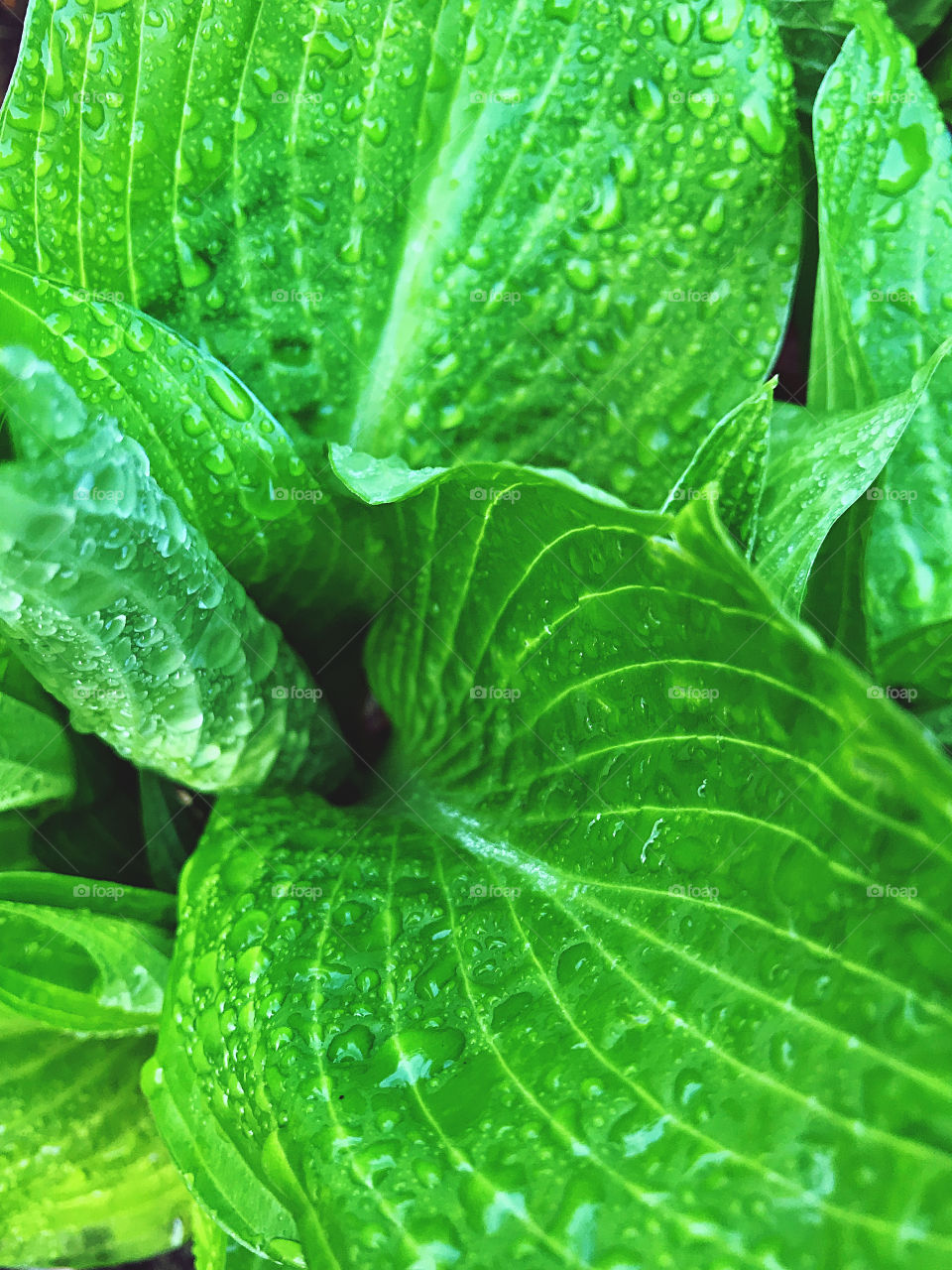 Another rainy morning... rain on green leaves 